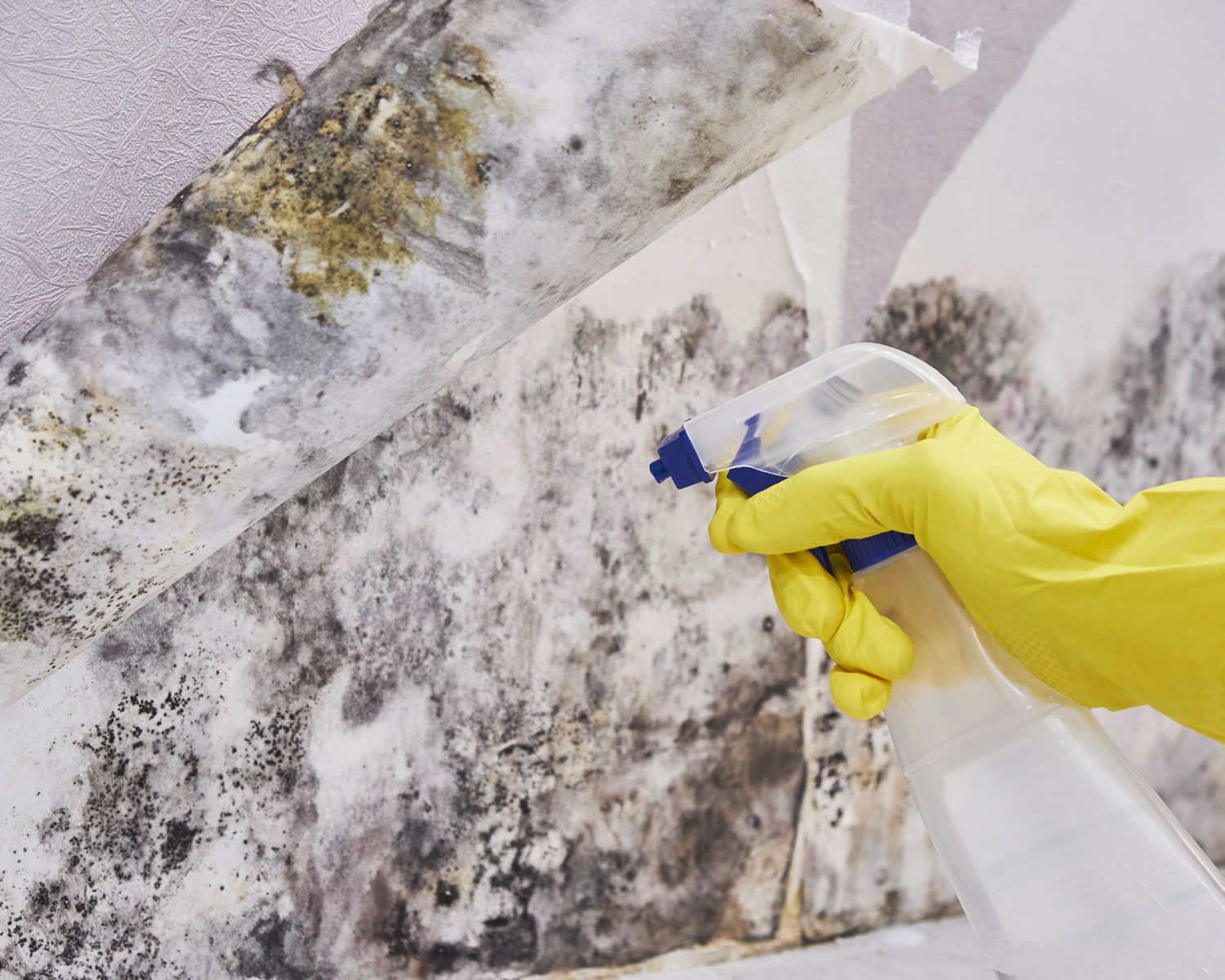 Mold Remediation Wisconsin | Wisco Restoration
